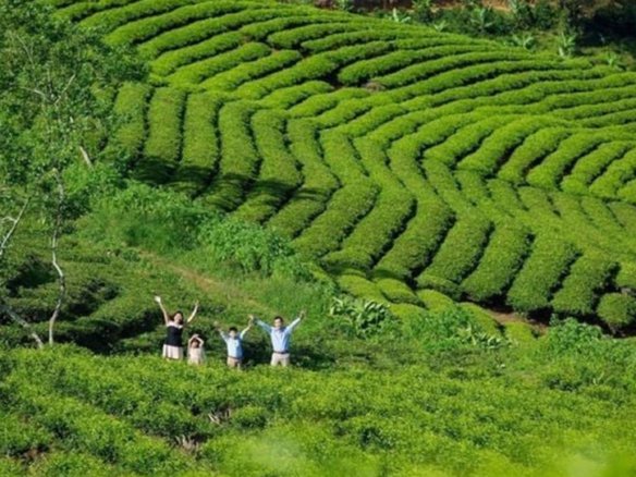 đồi chè đà lạt