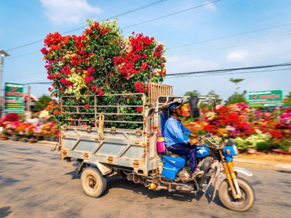 hoa miền tây tết ất tỵ 2025 từ homesgreens.com
