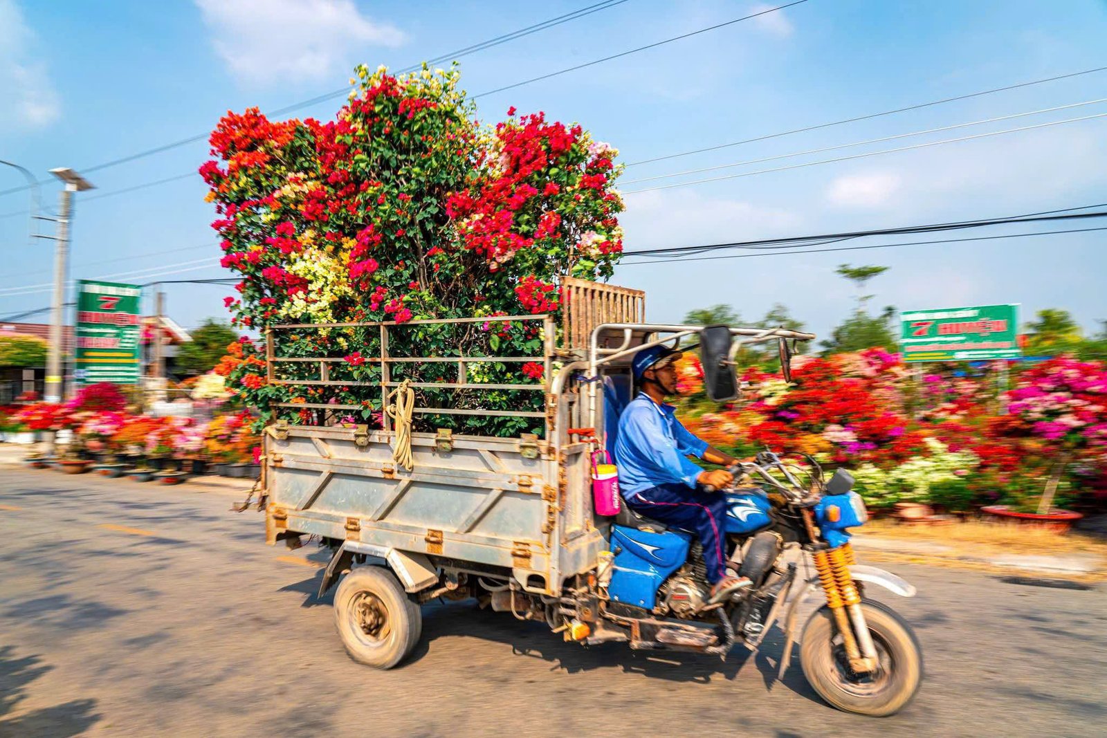 hoa miền tây tết ất tỵ 2025 từ homesgreens.com