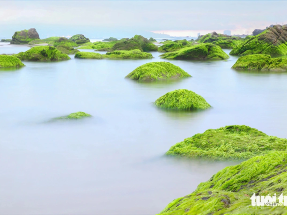 Bãi rêu Đà Nẵng từ homesgreens.com