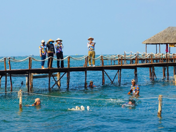 đua heo bắt vịt golf phú quốc 2025 từ homesgreens.com